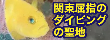 大瀬崎：10/11（広告）