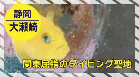 大瀬崎：10/11