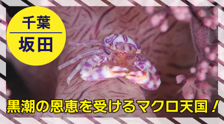 坂田：11/14